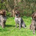 Bild 4 Dessy Cora und Chipsi